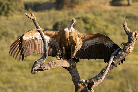 格里芬秃鹫gyps fulvus