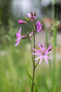 草甸 Lychnis 库库利开花花