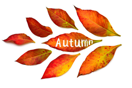 创意概念黄色和红色的叶子与题词秋天。枫叶。脱落的树叶。平面布局, 顶部视图