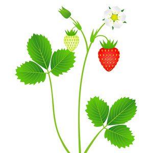 草莓植物, 叶, 浆果和花, 在白色背景下分离
