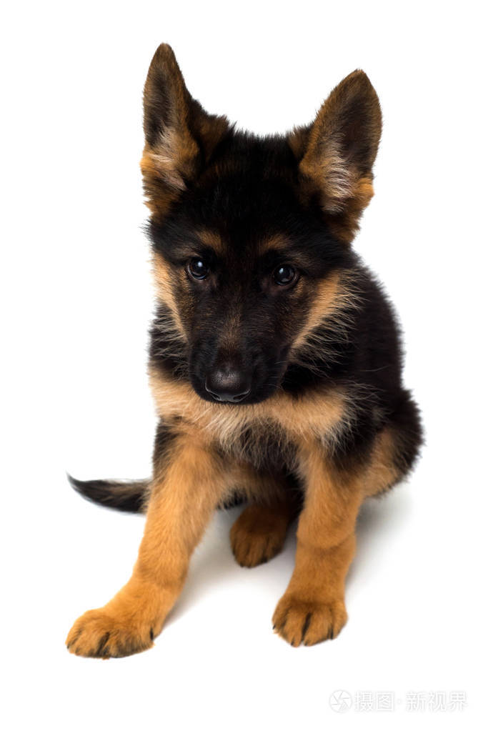 一只美丽的小狗是德国牧羊犬, 被隔离在白色的背景上.