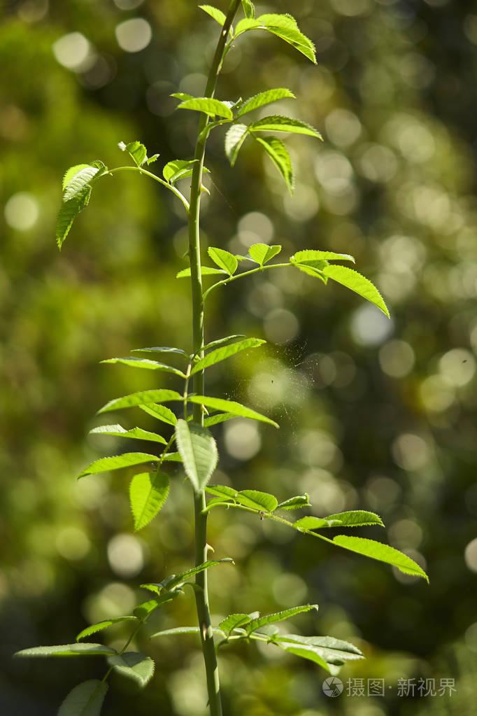 在周围自然的绿色中, 带着锯齿状叶子的小松