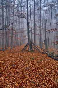 在雾蒙蒙的秋日, 在比什齐扎迪山 波兰 的森林中欣赏美丽而神秘的景色