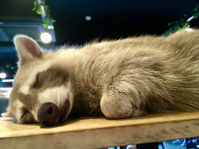 睡觉的浣熊 procyon lotor 与浅灰色毛皮 racoon