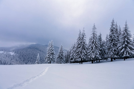 冬天的云杉林里堆满了雪, 像毛皮一样遮挡着被雪覆盖的山上, 在那里, 黑山的山脊