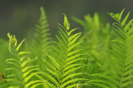 美丽的蕨类植物叶子绿叶天然花卉蕨背景在阳光下