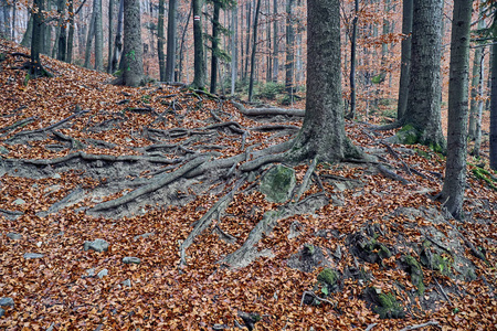 在雾蒙蒙的秋日, 在比什齐扎迪山 波兰 的森林中欣赏美丽而神秘的景色