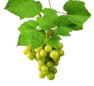 绿色葡萄被隔绝在白色背景没有阴影。有新鲜叶子的葡萄。成熟的葡萄。酿酒。成分