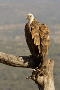 格里芬秃鹫gyps fulvus