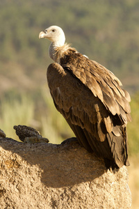 格里芬秃鹫gyps fulvus