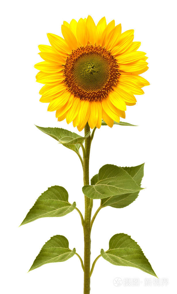 向日葵孤立在白色背景上的一朵.种子和油.平躺,顶视图