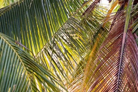 棕榈叶为背景