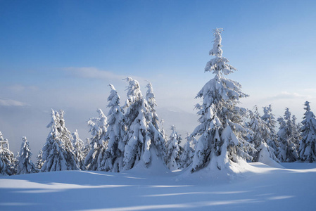 山里的多雪的冷杉林。冬季的风景与雪堆。带阴霾的阳光明媚的天气