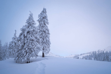 冬季景观与复制空间。山谷中的雪杉树。雪中的路径。多云的景色与阴霾