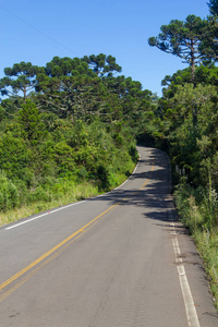 道路和南洋杉枣森林