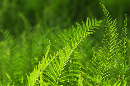 美丽的蕨类植物叶子绿叶天然花卉蕨背景在阳光下