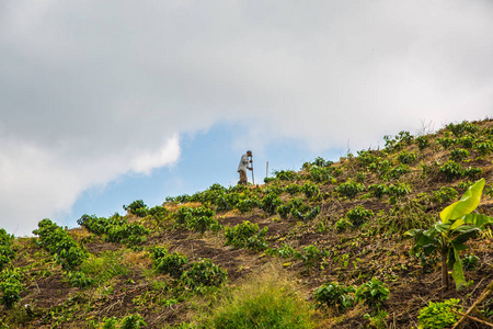 在山的咖啡种植园