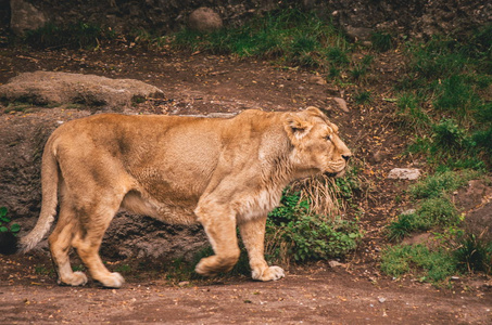 在动物园里漫游的雌性狮子