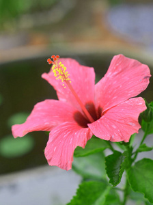 红色热带芙蓉花盛开