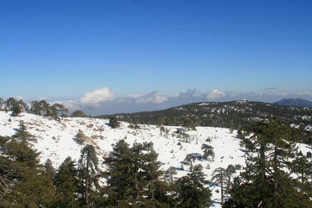 明亮的冬天天在 troodos 山森林