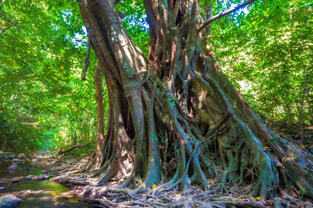 在热带森林中的河岸上, 有一棵巨大的分叉树干, 有光秃秃的根的千年棕色树。泰国甲米兰塔岛上的野生丛林