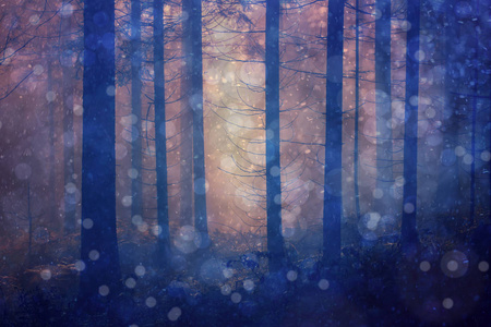 神奇的雾蒙蒙的光与博克在神秘的森林树景观