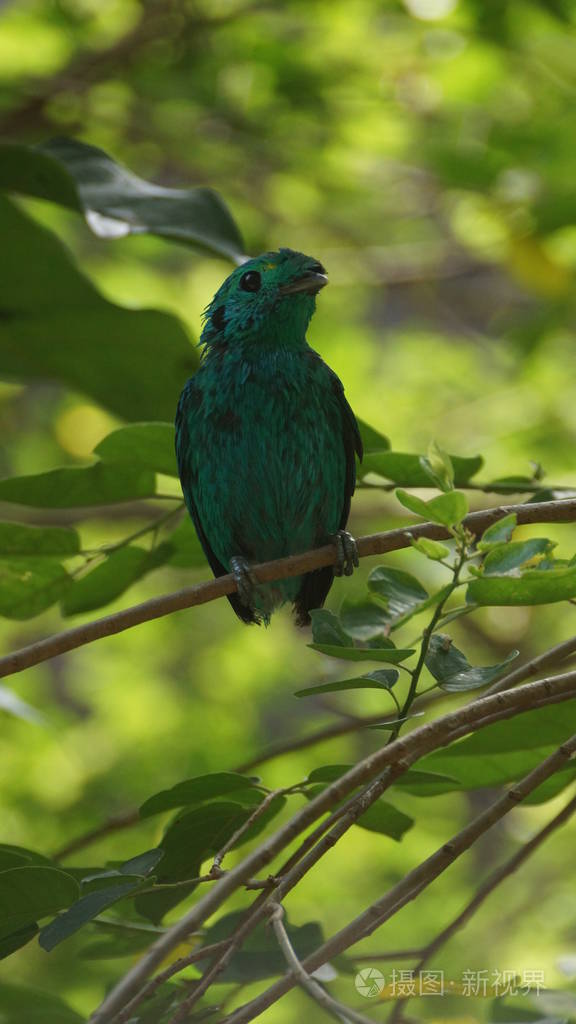 是宽嘴家族中的一只小鸟, 可以用它充满活力的绿色羽毛来识别