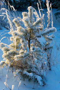 白雪覆盖的冬松分枝