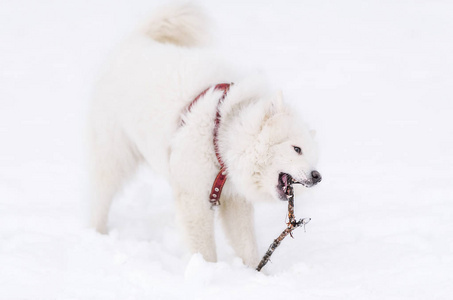 在冬天的白色萨摩耶犬种，在积雪覆盖的地面上