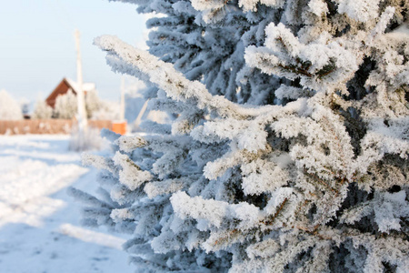 白雪覆盖的冬松分枝