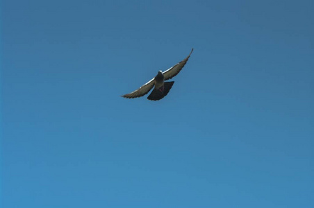 飞翔的鸽子, 鸽子飞翔鸽子在天空中飞翔