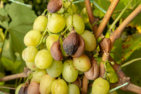 葡萄工业植物保护的概念照片