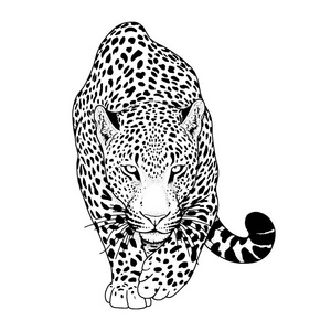 用铅笔素描豹子.用铅笔素描猎豹.用铅笔素描时尚设计印花豹纹图案.