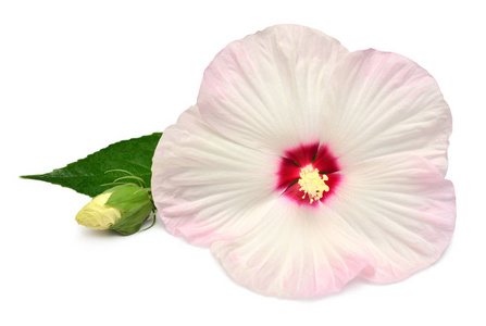 粉红色芙蓉花与叶子查出在白色背景。平面布局, 顶部视图