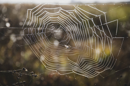 蜘蛛网上的水滴。蜘蛛网