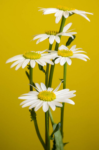 Leucanthemum 挥发油草地野生花与白色花瓣和黄色中心开花黄色背景