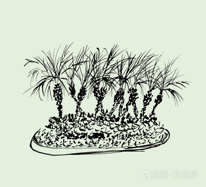 热带棕榈树被隔绝在浅绿色背景.椰子树的例证小组.黑色剪影.手绘素描