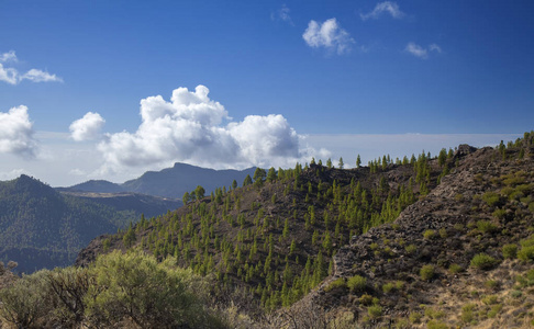 大加那利岛, 10月, 重新造林的自然公园帕约纳莱斯的一部分, 相同年龄和大小的加拿大松树