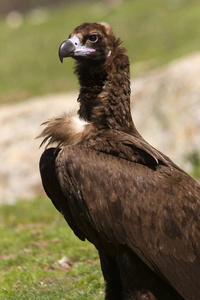 黑色秃鹫伊吉皮乌斯莫纳丘斯
