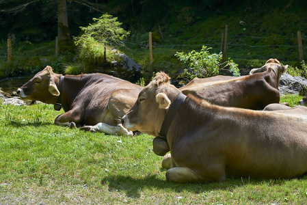 阿尔卑斯山田园风光的夏季放牧奶牛