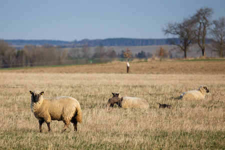 羊羊在牧场上，春天的时候