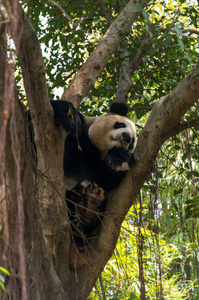可爱的熊猫睡在公园里的那棵树