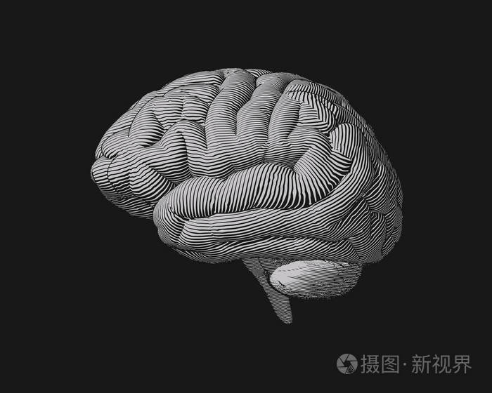 单色雕刻大脑侧面视图图