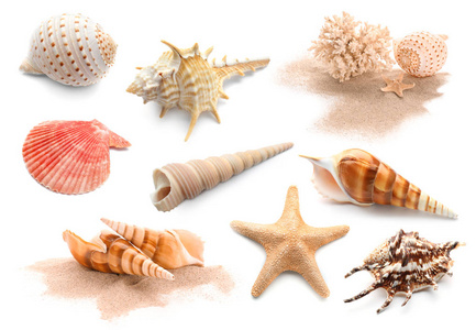 不同的海贝与海星和珊瑚在白色背景