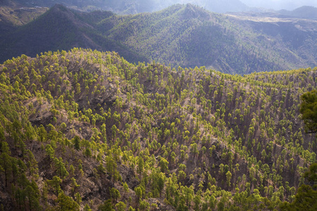 大加那利岛, 10月, 重新造林的一部分自然公园帕约纳莱斯, 加拿大松树