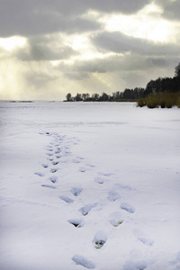 日落在冰冻的湖泊或河流, 森林。足迹, 足迹在雪地上的轨迹