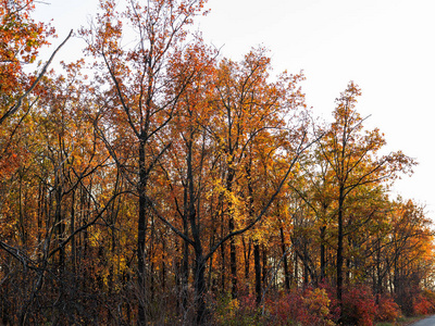 五颜六色的混合落叶林。秋天的森林在晨光中。美丽的自然背景。令人惊叹的浪漫景观与神秘的秋林