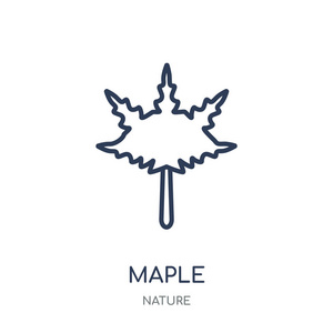 枫树图标。枫叶线性符号设计从自然收藏。简单的大纲元素向量例证在白色背景