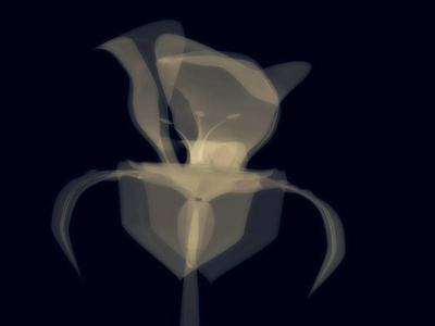 白色花在黑色, x 射线半透明, 3d照片