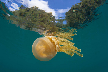 一种金色的水母, mastigias papua, 漂浮在印度尼西亚拉贾阿帕特阳光普照的浅滩上。这种美丽的果冻与光合的动物黄花